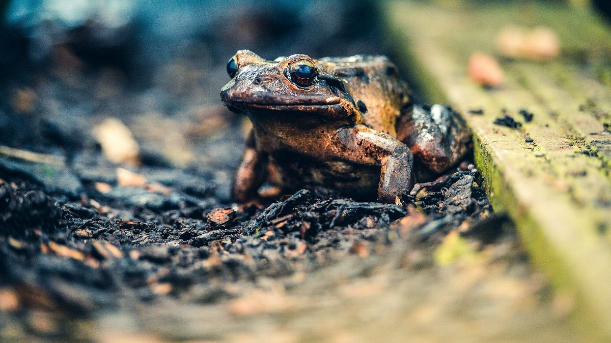 zoo und so - tierisch wild!