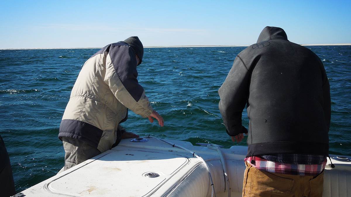 hai-schutz vor cape cod