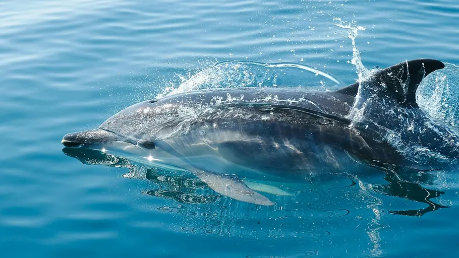 tierische superhelden