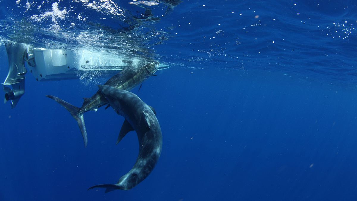 shark attack island - tödliches paradies