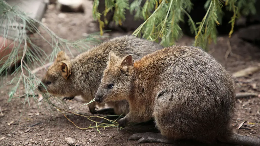 taronga zoo hautnah