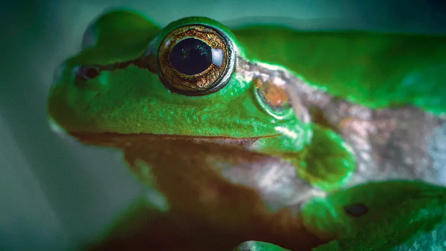 Die verrückte Welt der Amphibien die verrückte welt der amphibien