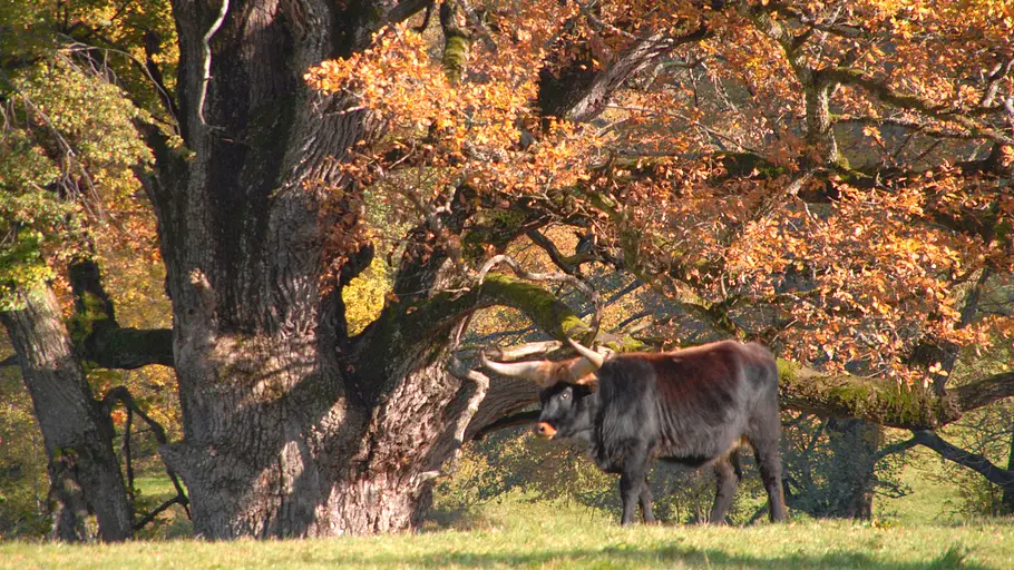 Abenteuer Wildnis abenteuer wildnis