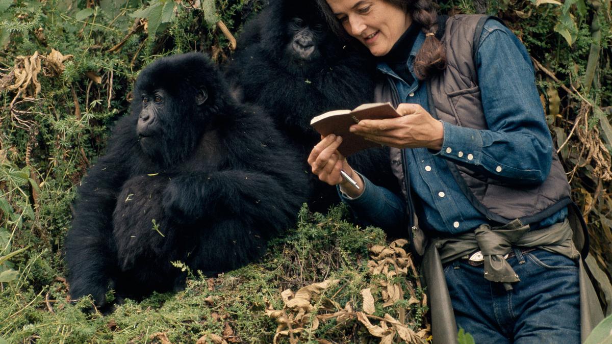 dian fossey: geheimnisse im nebel