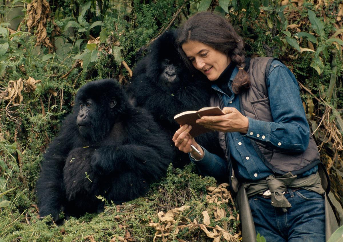 dian fossey: geheimnisse im nebel