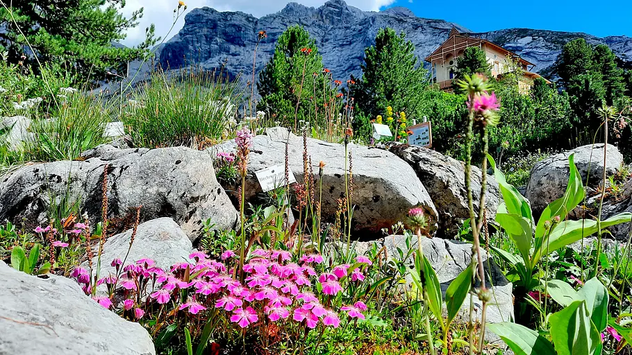 gärten in den alpen - von überlebenskünstlern, exoten und pionieren