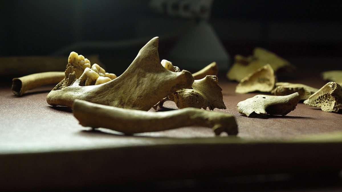 dna-spuren in die geschichte