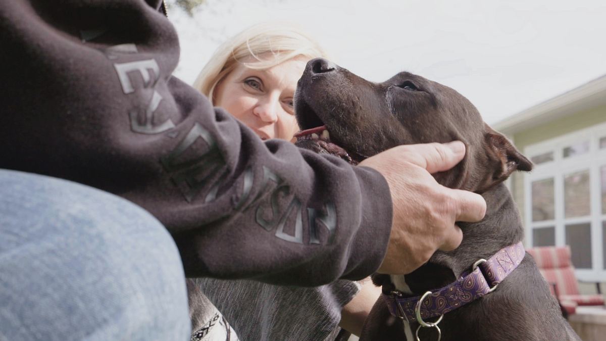 pitbulls auf bewährung