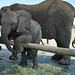 Die Superkräfte der Tiere Thumbnail