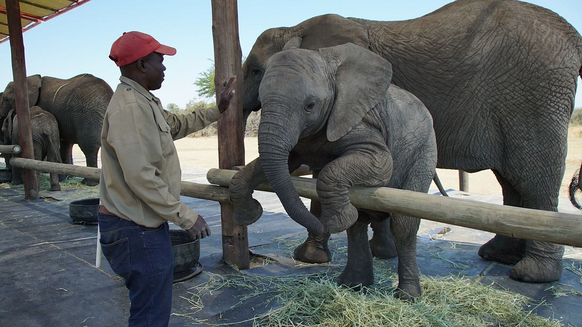 die superkräfte der tiere