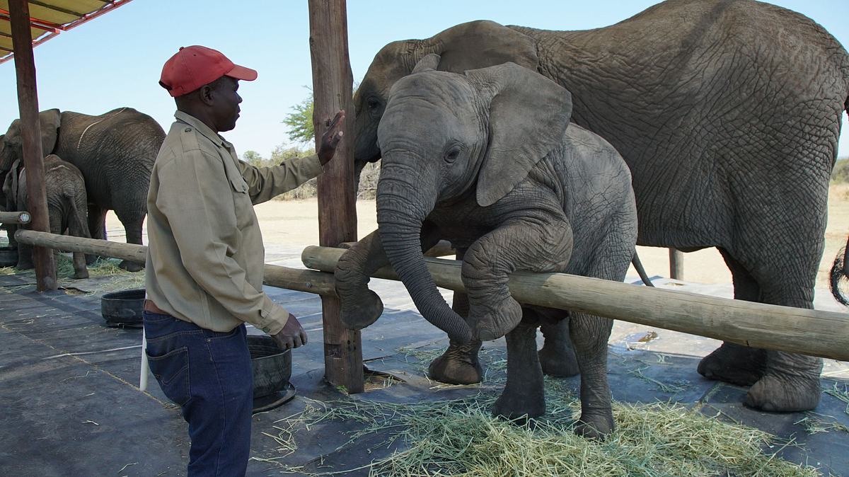 Die Superkräfte der Tiere die superkräfte der tiere