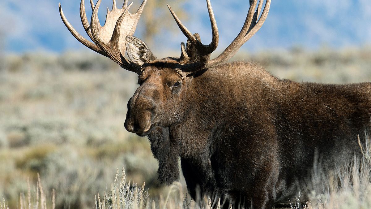 yellowstone - das geheimnis der wölfe