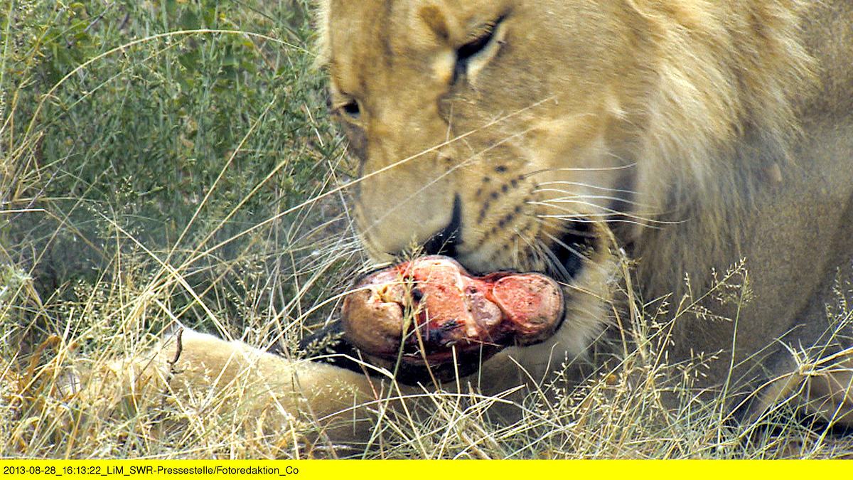 das waisenhaus für wilde tiere - abenteuer afrika