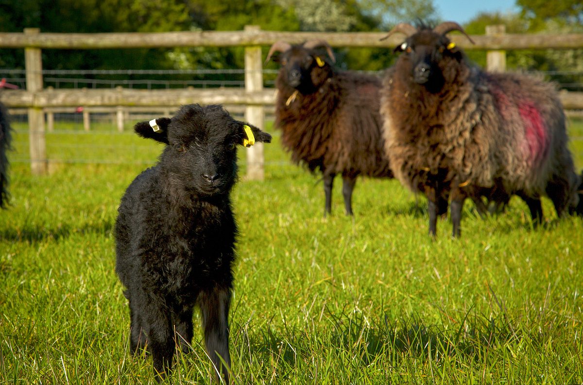Das verborgene Leben der Bauernhoftiere das verborgene leben der bauernhoftiere