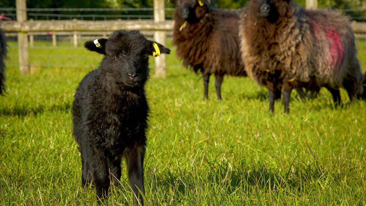 das verborgene leben der bauernhoftiere