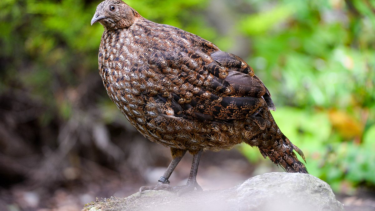 zoo und so - tierisch wild!