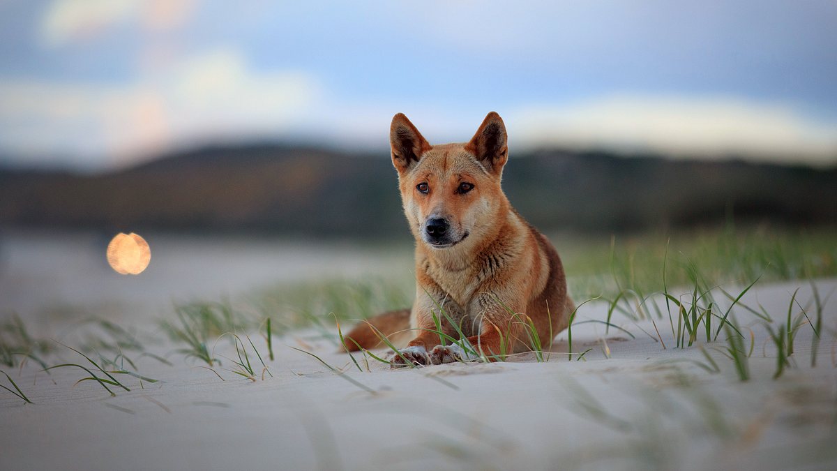 australiens wilde ...