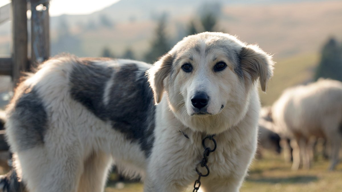 bosnien und herzegowina