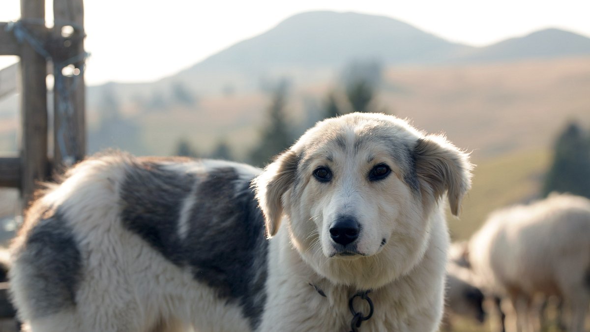 bosnien und herzegowina