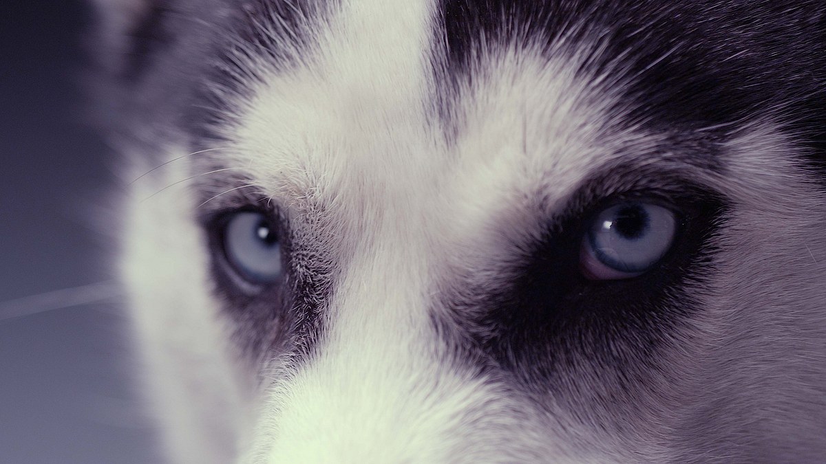 Die geheime Welt unserer Hunde die geheime welt unserer hunde