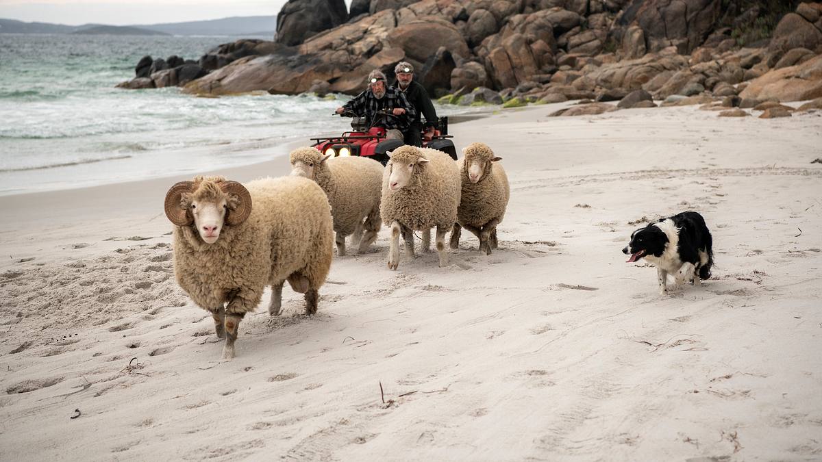 rams