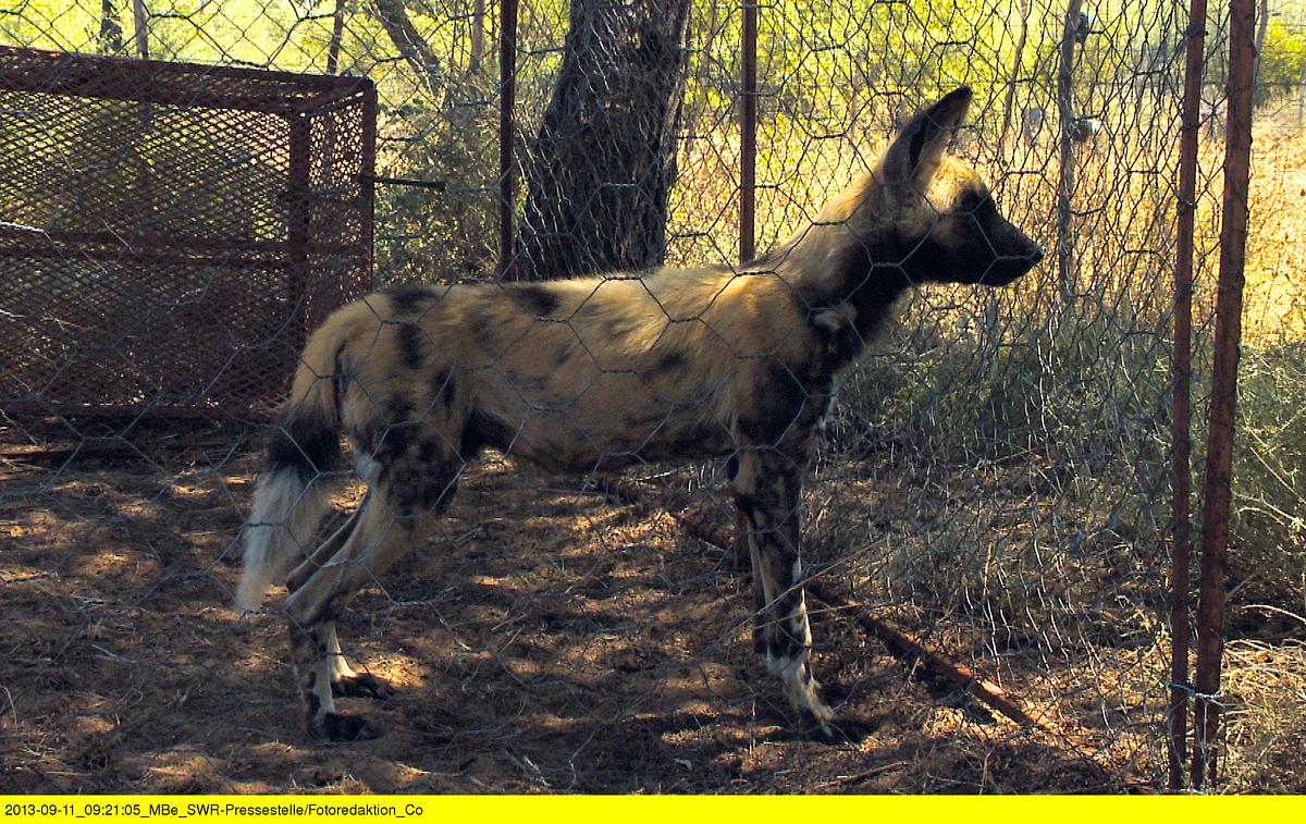 Das Waisenhaus für wilde Tiere - Abenteuer Afrika das waisenhaus für wilde tiere - abenteuer afrika
