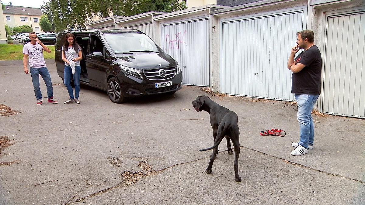 der hundeprofi