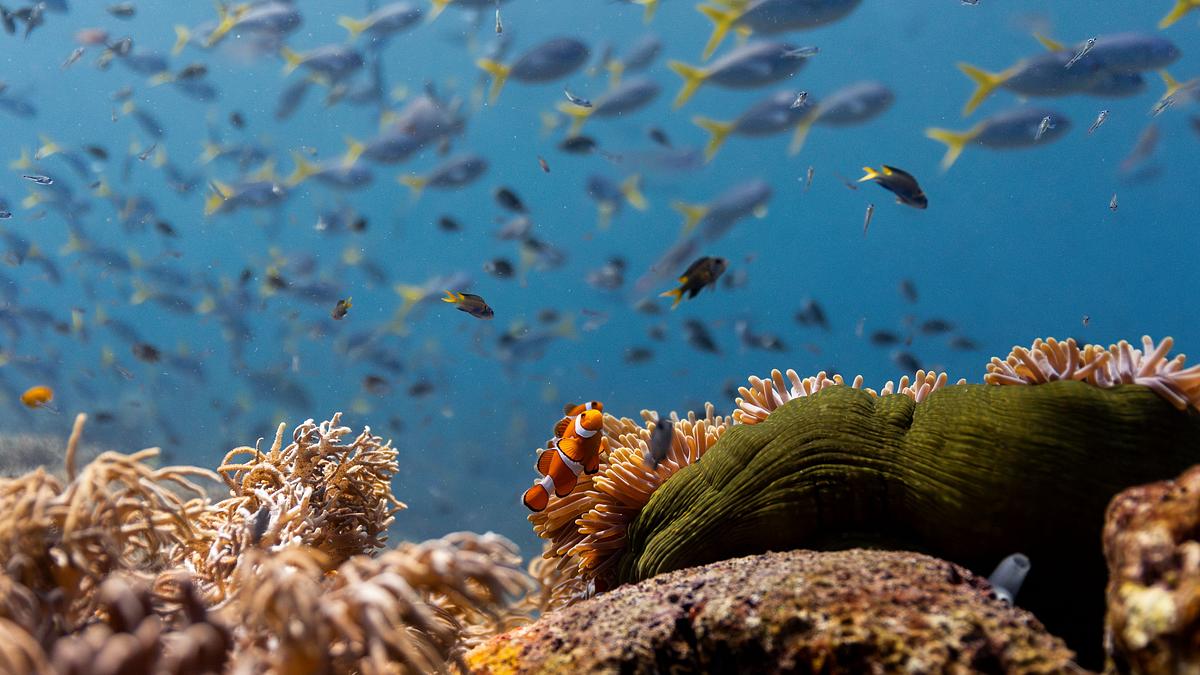 ozean mit david attenborough