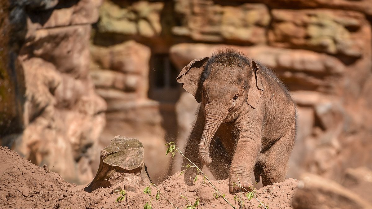 zoo und so - tierisch wild!