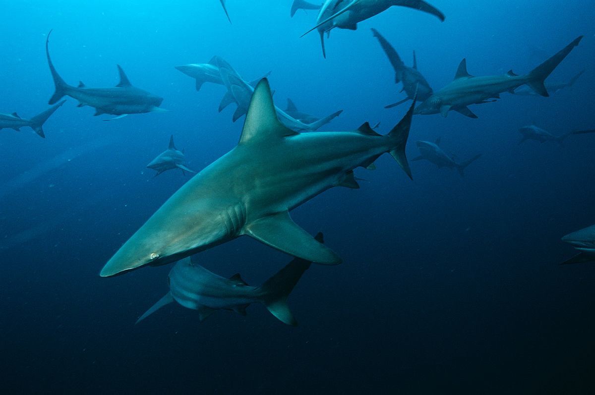 der echte sharknado!