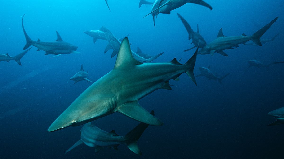 der echte sharknado!