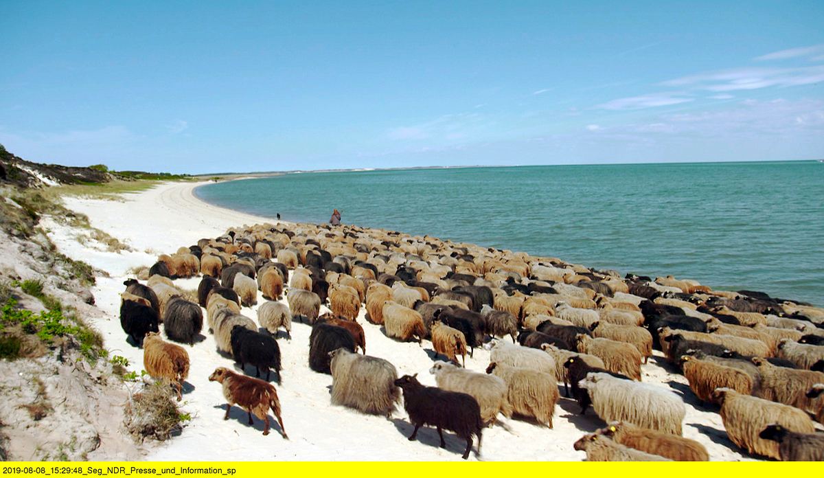 die schäferin von sylt