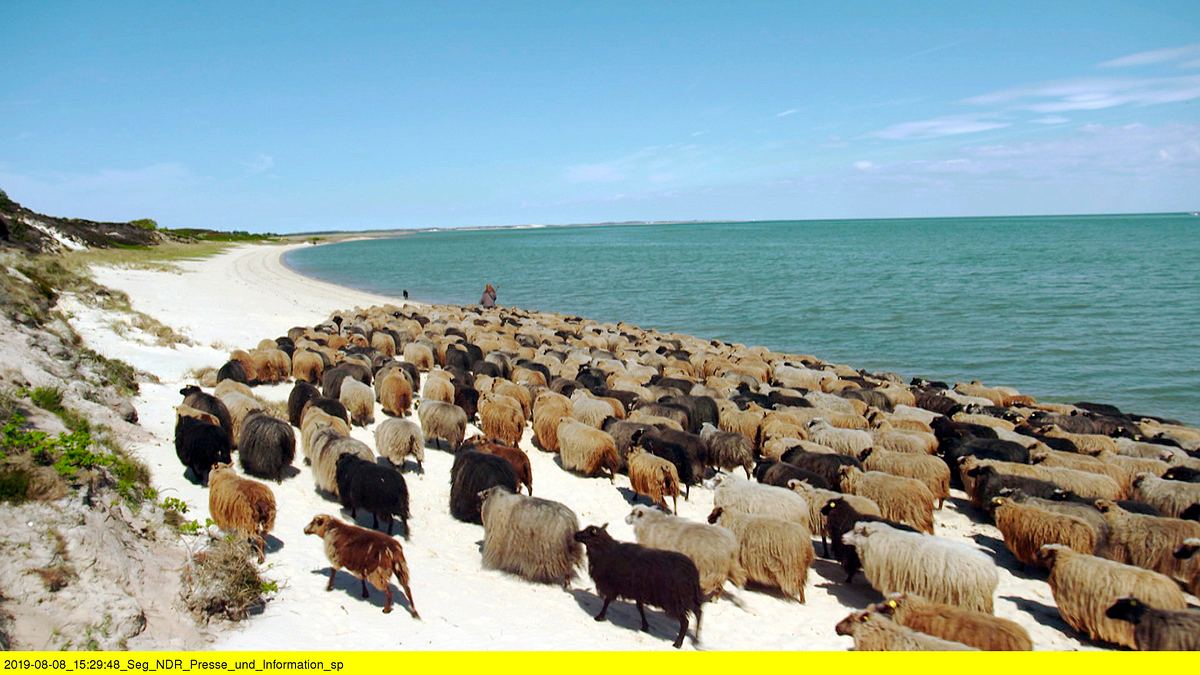 die schäferin von sylt