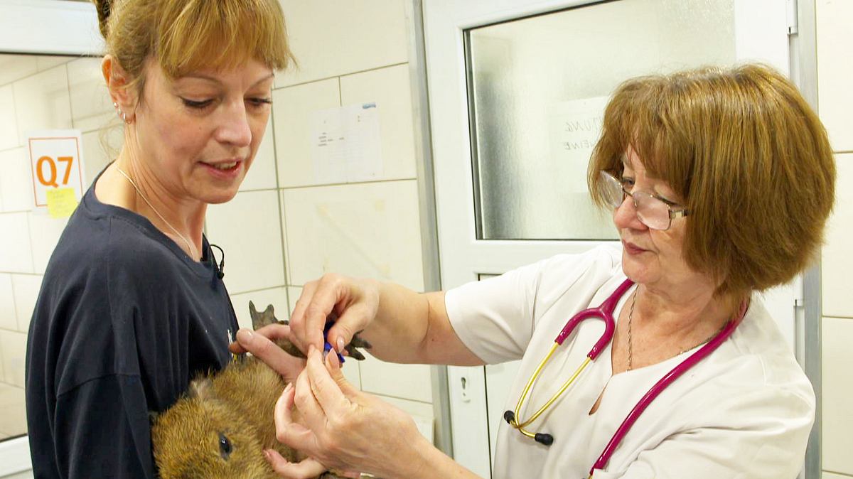 mega-markt der tiere