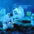 CSI: Den Tätern auf der Spur Thumbnail