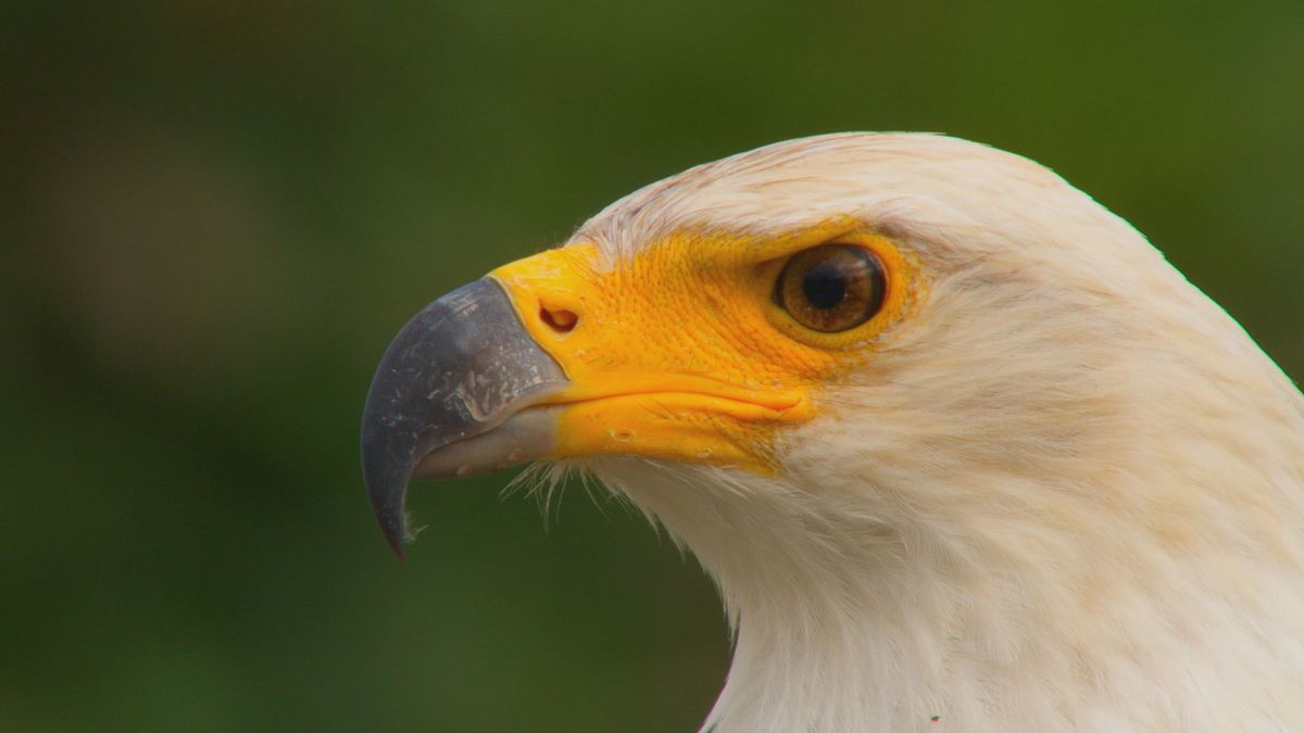 afrikas tödlichste jäger