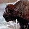 Yellowstone Thumbnail