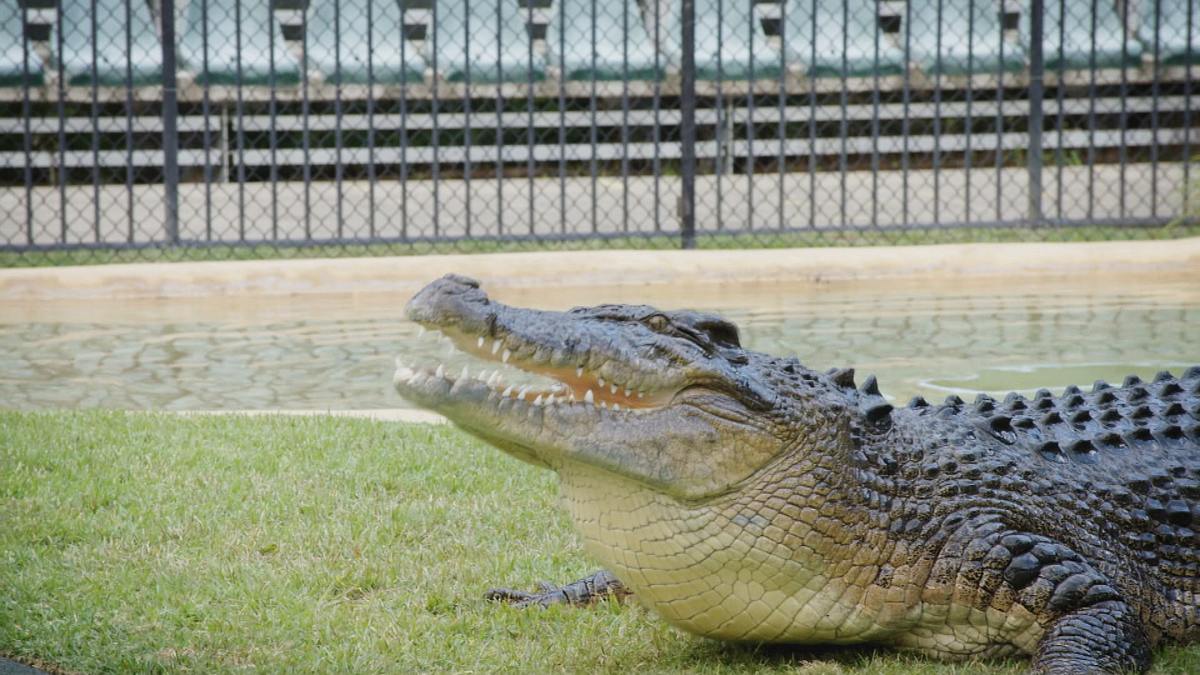 die irwins - crocodile hunter family