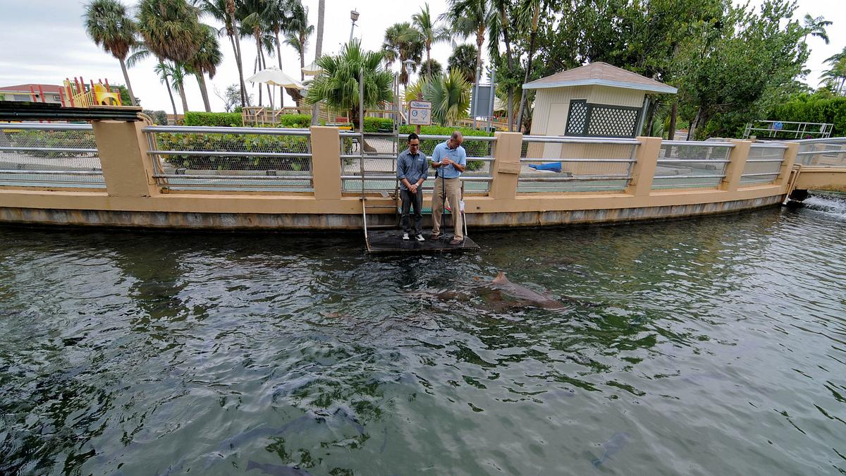 fish tank kings - gigantische wasserwelten