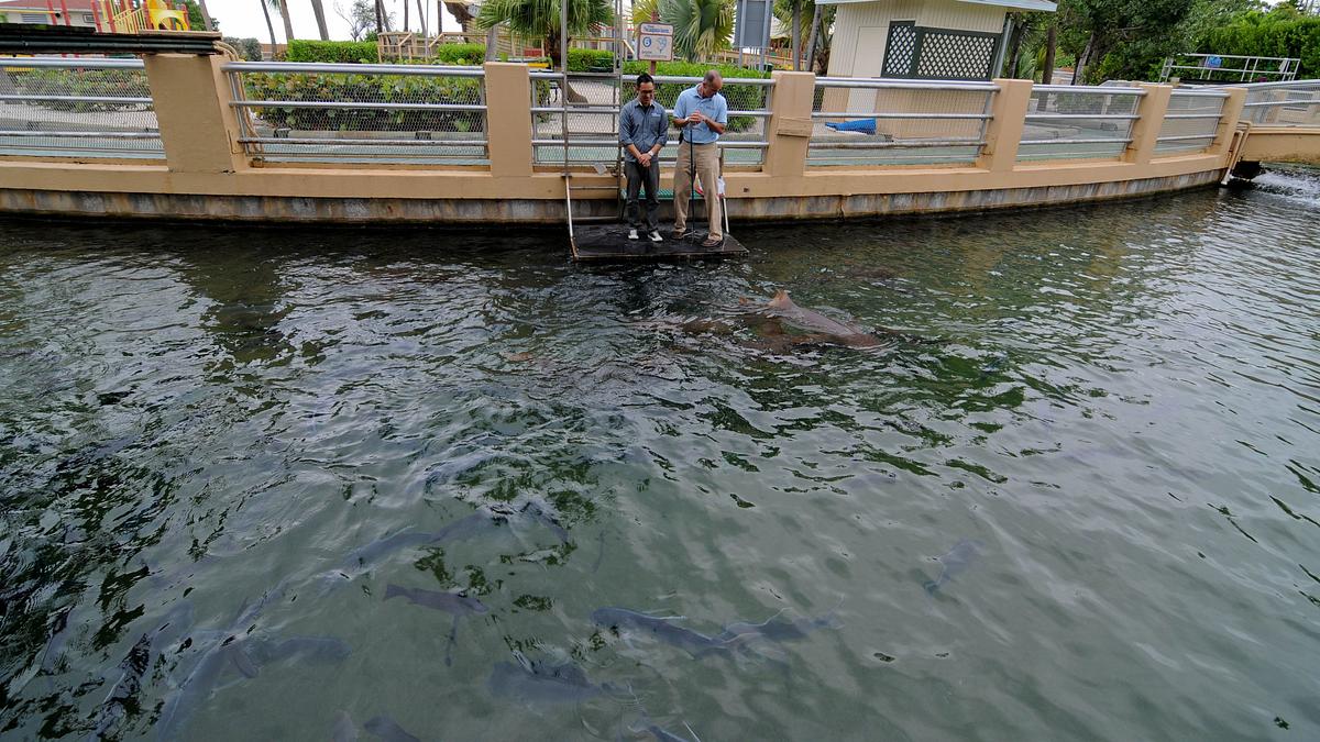 fish tank kings - gigantische wasserwelten