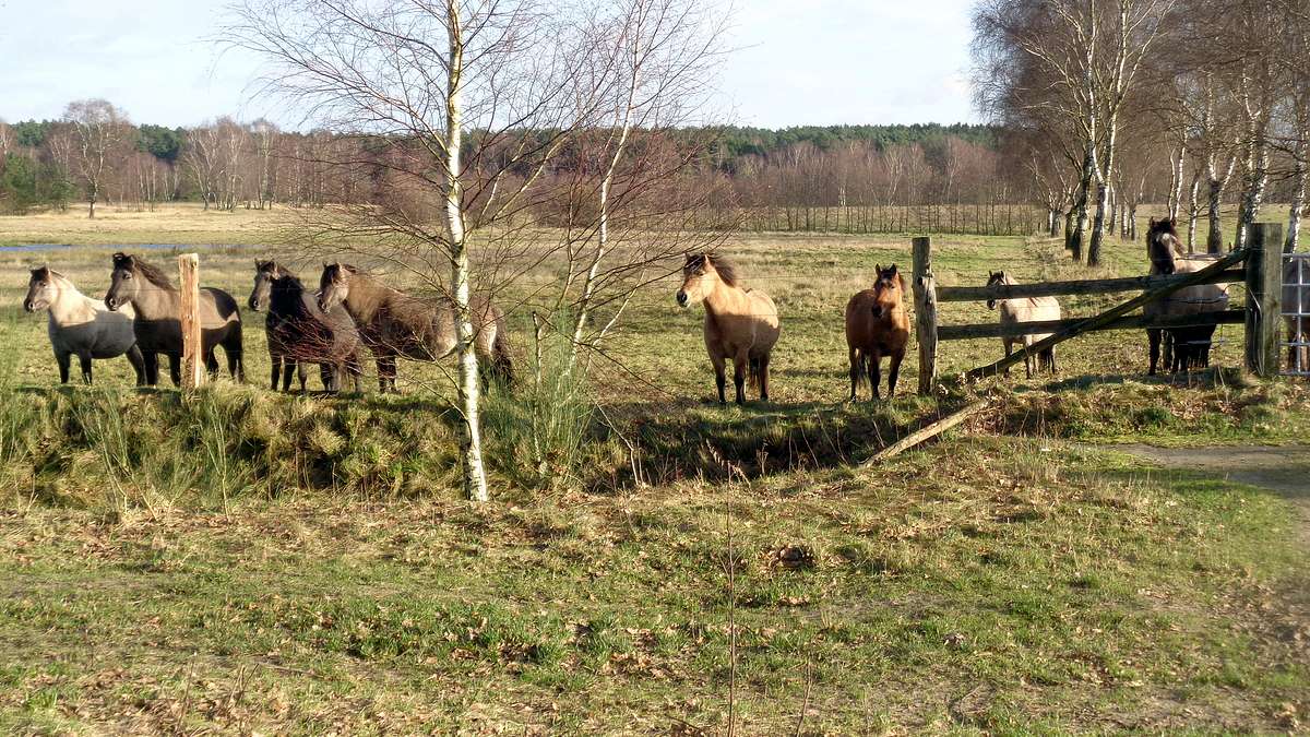 thema: auf der lüneburger heide....