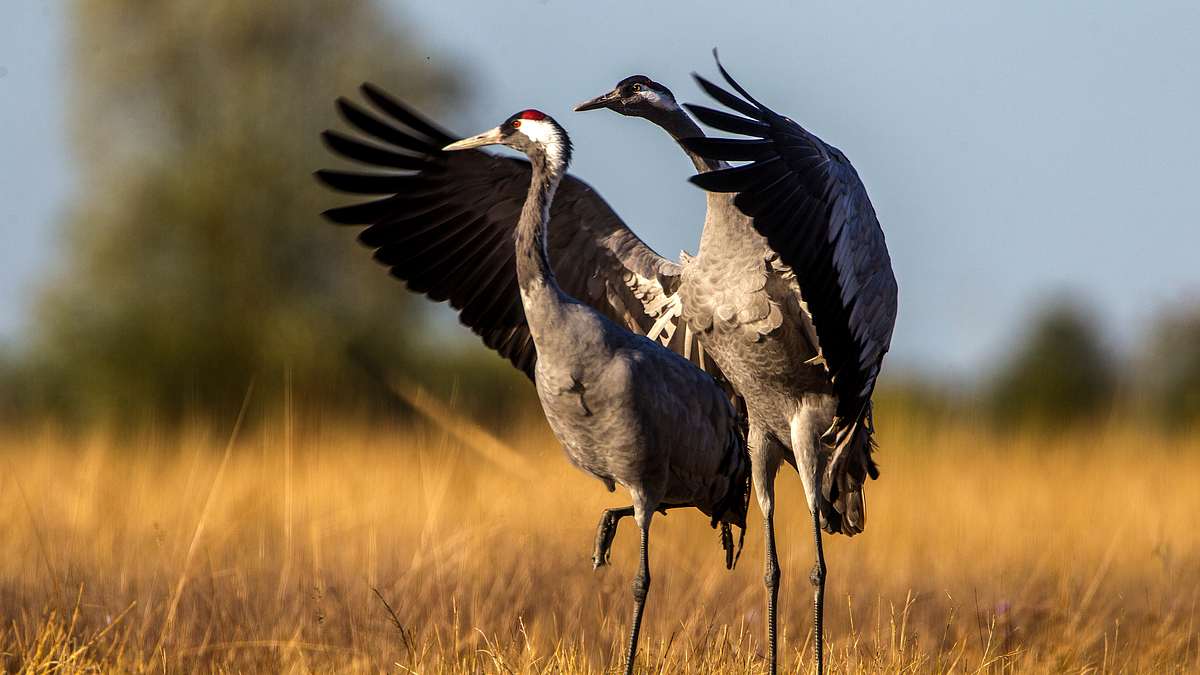 ungarns wilde pferde - in den weiten der puszta
