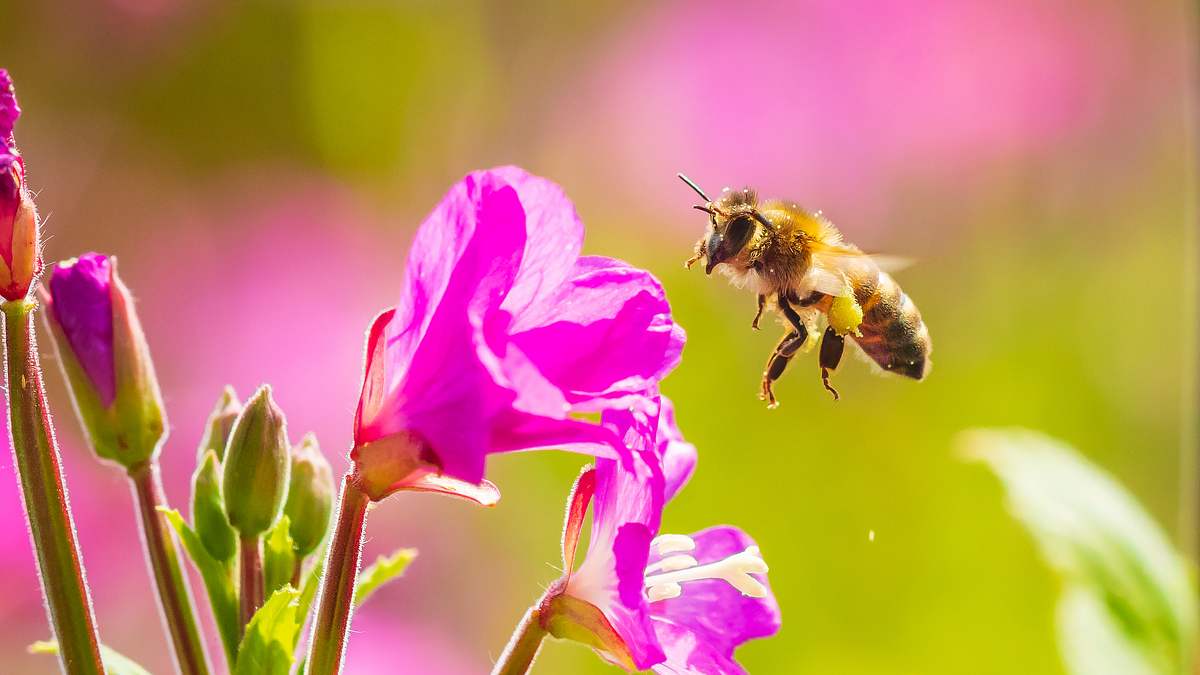 ziemlich wilde bienen