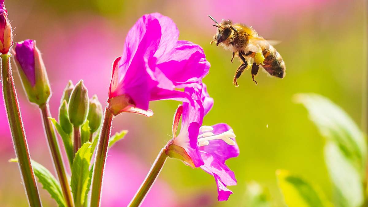 ziemlich wilde bienen