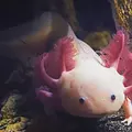 Die verrückte Welt der Amphibien Thumbnail
