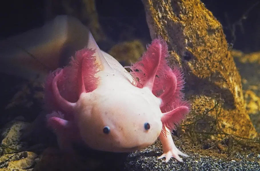 Die verrückte Welt der Amphibien die verrückte welt der amphibien
