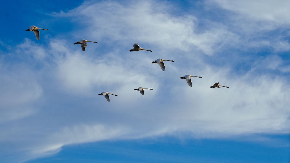 vögel