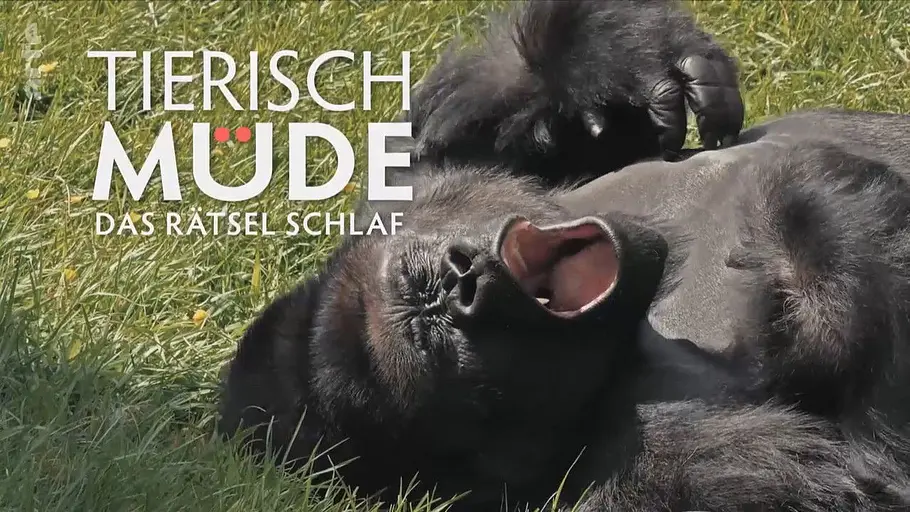 Tierisch müde - Das Rätsel Schlaf Tierisch müde - Das Rätsel Schlaf
