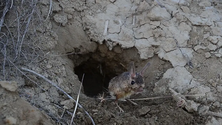 Tierische Superhelden tierische superhelden