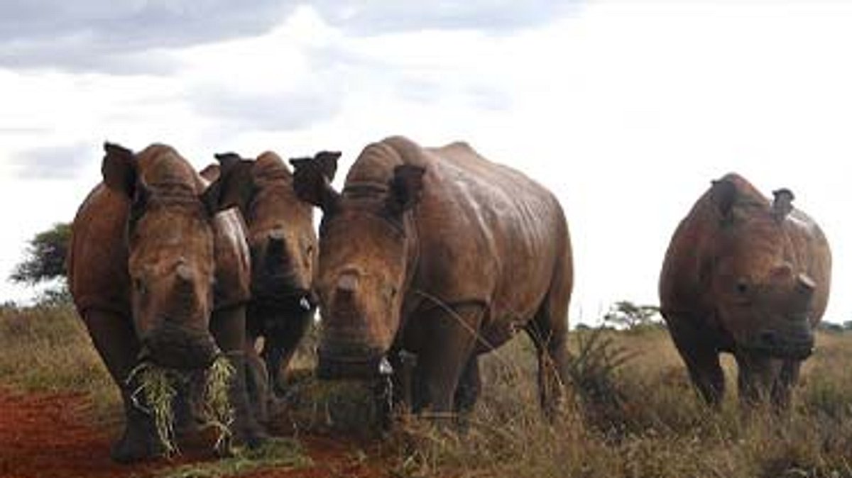 das waisenhaus für wilde tiere - abenteuer afrika
